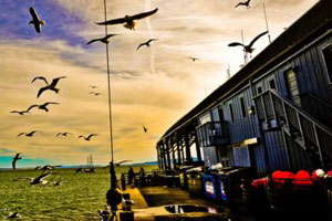 在线网页使用电话轰炸机